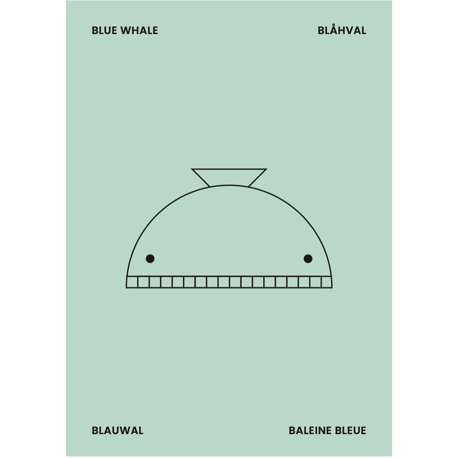 Whale Poster 50 x 70cm